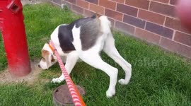 Dog’s spine is half the normal length due to super rare condition