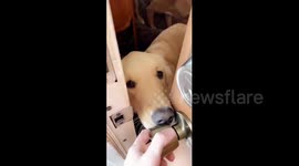 Lonely dogs determined to make owner feel guilty for leaving home