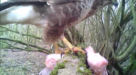 Buzzard likes chicken drumsticks