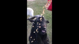 Ringo the rescue goat enjoys playing with 'corn waterfall'