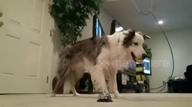 Have you seen this yet? Mr Biscuit the adorable Border Collie stacks multiple balls on a moving target!