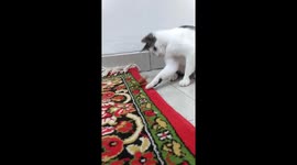 Fierce battle of Cats vs Praying Mantis