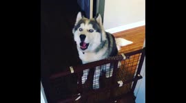Husky that sings along to owner's saxophone deserves a round of appaws