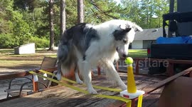 Adorable Border Collie named Mr Biscuit learns to walk on tightropes!