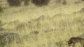 Lobo salvaje campeando