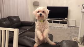 Cute Puppy wants Chicken