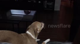 Dog has hilarious reaction to bananas