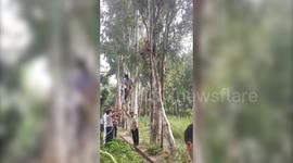Monkey Stuck Between Tree Trunk Rescued by kind villagers in India