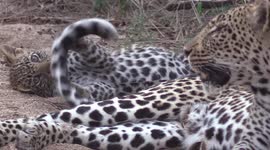 Naughty leopard cub spotted chewing his mum's tail