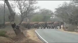 Safe passage created for elephant herd to cross road