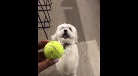 Dog begging