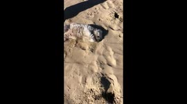 Sand doggo