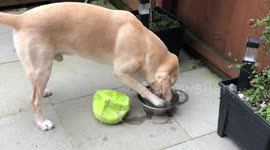 Dog can't get a drink after freezing night turns his waterbowl to ice in Wales