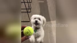 Newsflare Edit - Dog begging