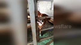 Clever calf uses tongue to open door to its enclosure