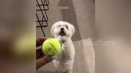 Desperate dog has hilarious way of begging for toys