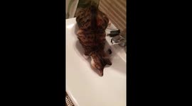 Cat searches for water in the sink