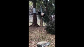 Perfect dismount by 21-year-old 'rockstar' giant panda at Washington zoo