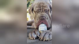 Dog with the wrinkliest face is addicted to peanut butter