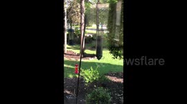 Not so agile! Squirrel goes for a spin on bird feeder