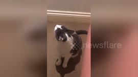 Newsflare Edit - Moo loves this song