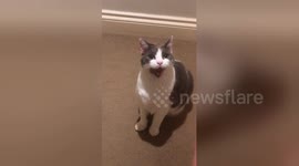 Cat has hilarious gurning reaction when her favourite dance track comes on