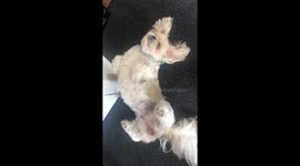 Cute doggo does a wiggle