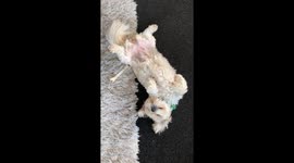 Cute dog does the mannequin challenge
