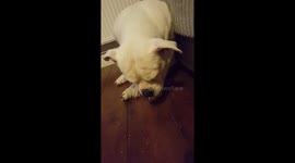 Stubborn old Bulldog falling asleep standing sitting up.  Watch the end its so funny!!