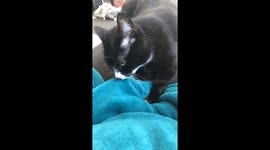 Cute Kitty suckles on a blanket