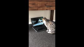 Cat watches CatTube