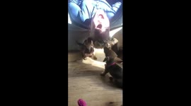 Death by dachshund? Man is surrounded by affectionate sausage puppies