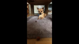 Little Chi loves playing with his dry food