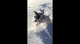 Jumping dog in the snow