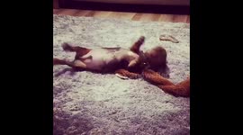 Sausage dog pup barking