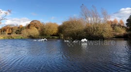Swans taking off