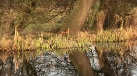 Fox on bank