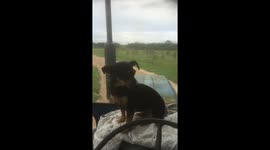 Dog in tractor