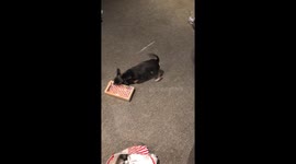 Chihuahua with candy canes