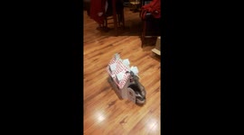 Cat has her own little house