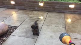 Sausage gets squirted!