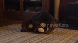 Dachshund dirty dancing
