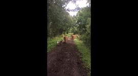 Morning jog on the farm with the highland cattle and dogs