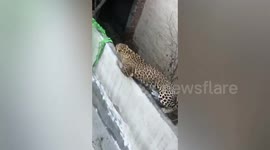 Terrifying moment leopard goes on rampage across Indian city