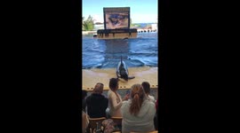 Killer Whale