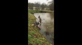 Obedient diving obsessed collie waiting for the command to go!!