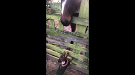 Dachshund barking at a horse