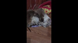 Бесконечно можно удивляться дружбе животных!