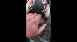 Cow eating a human vegan