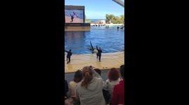 Killer Whales in Tenerife